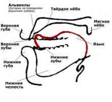 Čo sú to alveoly v ústach, ich účinok na chrup