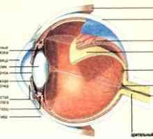 Čo je sietnica oka, aké sú jej funkcie a štruktúra