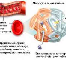 Čo zvyšuje hemoglobín u mužov a ako sa má liečiť