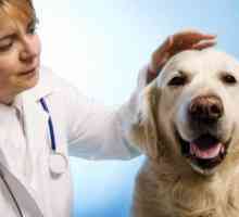 Cystitída u psov: príznaky, liečba, prevencia