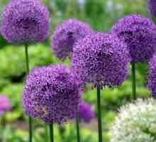 Allium kvetinová výsadba a vonkajšia starostlivosť