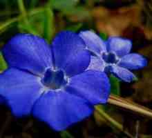 Kvitnúce kvety: výsadba a starostlivosť v otvorenom teréne