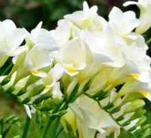 Kvet Freesia: rastúca a vonkajšia starostlivosť o výsadbu