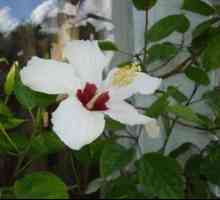 Kvet hibiscus: popis, reprodukcia semenami