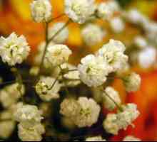 Kvety hypsofily sú trvalé výsadby a starostlivosť o rastliny
