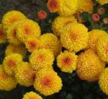 Kvety "chryzantémy multiflóra": výsadba a starostlivosť