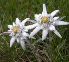 Flower Edelweiss Alpine - rastlina šťastia a lásky