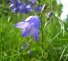Kvetinový zvonček: odrody, výsadba a starostlivosť