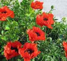 Poppy kvet - ozdobné a záhradné rastliny
