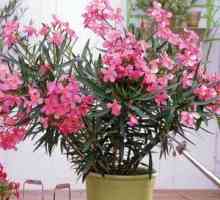 Oleander kvetina: domáca starostlivosť