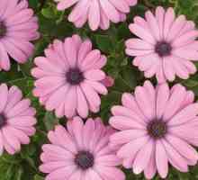 Osteospermum kvetu: výsadba, pestovanie a starostlivosť o rastlinu