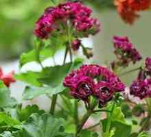 Pelargonium kvet: domáca starostlivosť