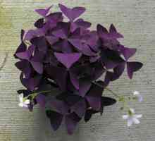 Kvet sv. Patrika - kyslá alebo oxalisová miestnosť