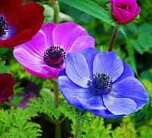 Kvet sasanka: najobľúbenejší druh sasanka