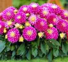 Kvety dahlias, rastúce dahlia v otvorenom teréne výsadby a starostlivosti