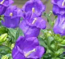 Kvetinové zvony: populárne druhy, výsadba a starostlivosť