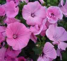 Kvety Lavatora: rastúce zo semien a aplikácií