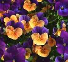 Kvety Viola: rysy pestovania na záhrade