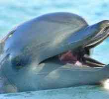 Delfín je vo sne šťastný symbol. Ale vždy sníva o dobrom?