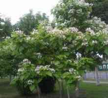 Catalpa strom: botanický popis, výsadba a starostlivosť