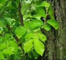Elm strom: druhy, liečivé vlastnosti listov a kôry