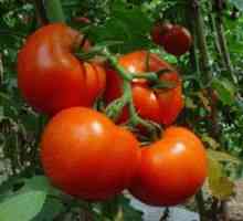 Určujúce a neurčité odrody paradajok