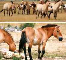 Divokí kone: znaky a biotopy