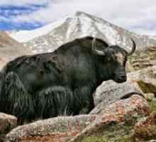 Divoký tibetský yak: popis zvieraťa, zaujímavé fakty