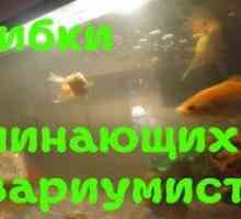 Domáce akvárium pre začiatočníkov, správna starostlivosť o ryby v ňom