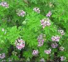 Voňavé pelargónie: vlastnosti starostlivosti o zápachovú rastlinu