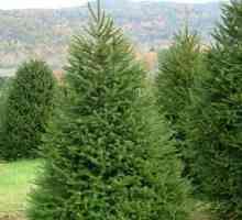 Smrek (Picea abies) - spoločný alebo európsky