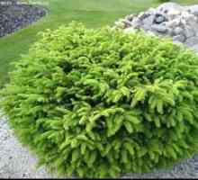 Smrek (Picea abies) - biele drevo Nidiformis: výsadba a starostlivosť