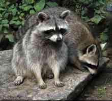 Raccoon-poloskun: druhy, vlastnosti, opis