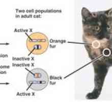Ak má mačka 38 chromozómov, koľko má mačka