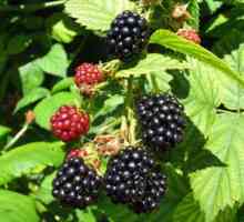 Blackberry agavam: popis odrody a tipy na pestovanie