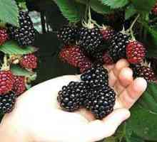 Blackberry Thornfree: Popis odrody, výsadba a starostlivosť