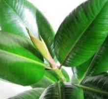 Ficus gum: domáca starostlivosť