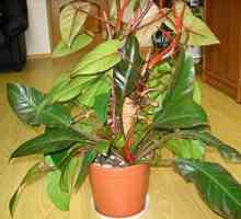 Philodendron: domáca starostlivosť, opis druhov