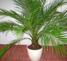 Dátum palmy: pestovanie doma