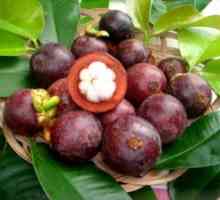 Ovocný mangostén: popis a zloženie, prospech a poškodenie mangosténu