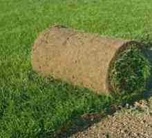 Tráva na trávnik: výhody a styling trávy v kotúčoch