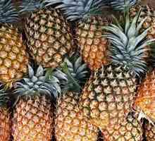 Kde ananás rastie v prírode, použitie a užitočné vlastnosti