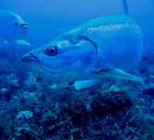 Kde a na akých miestach sa nachádzajú ryby Chekhon