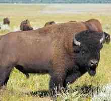 Kde žije americký bizón