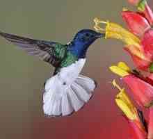 Kde žije kolibrík, aká je jeho veľkosť, rysy
