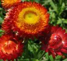 Helichrysum, jeho vlastnosti, výsadba a starostlivosť v otvorenom teréne