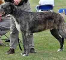 Giants z psieho sveta - psov plemena Irish Wolfhound