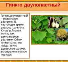Ginkgo: opis a geografia rastliny, použitie extraktu