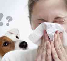 Hypoalergénne psy pre alergikov a astmatikov: plemená