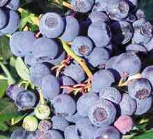 Blueberry patriot: popis odrody, výsadba a starostlivosť